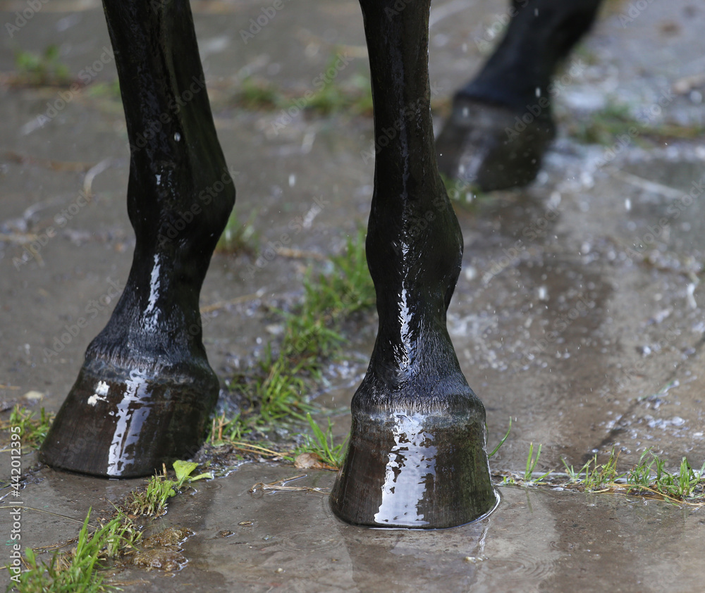 Black horse hooves on a wet asphalt. Hoof of a horse. Grooming a horse