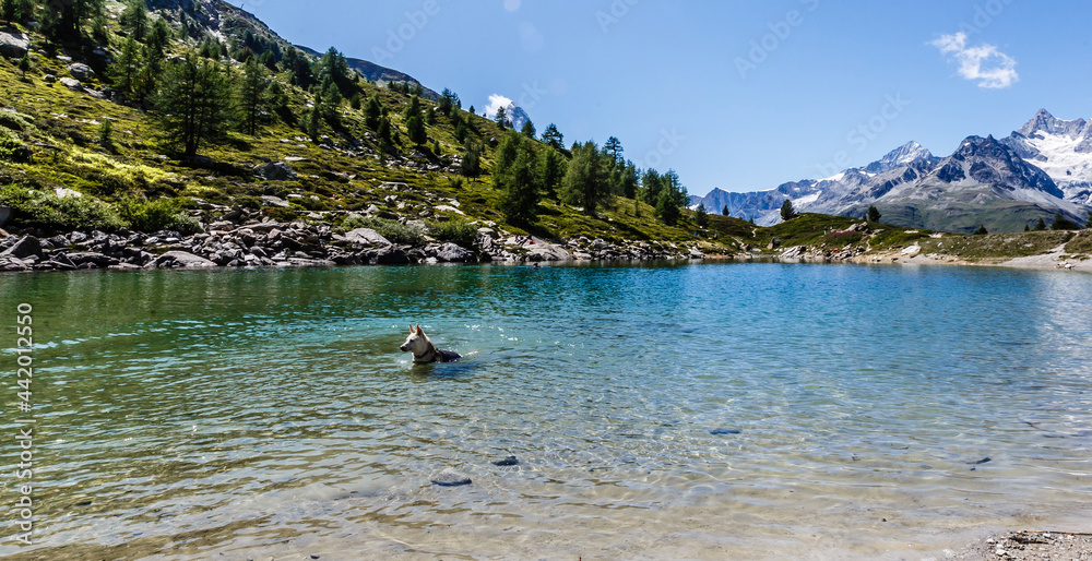 the mountains of switzerland, the view of the Alps the mountains of switzerland, the view of the Alps