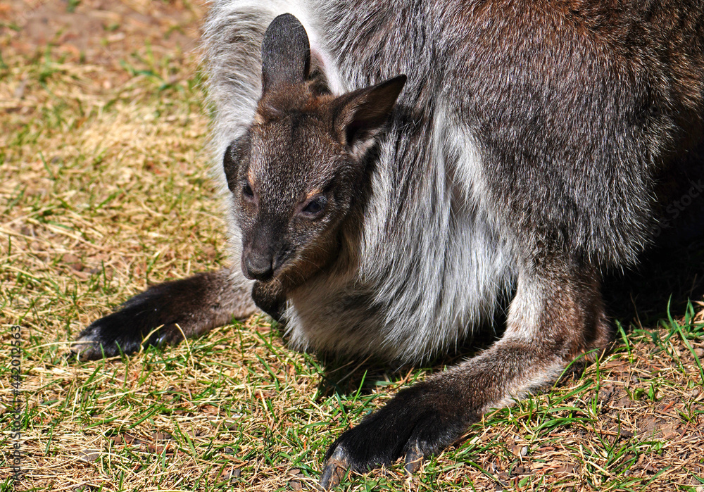 View of a furry Australian wallaby mother with a baby joey in her pouch View of a furry Australian wallaby mother with a baby joey in her pouch