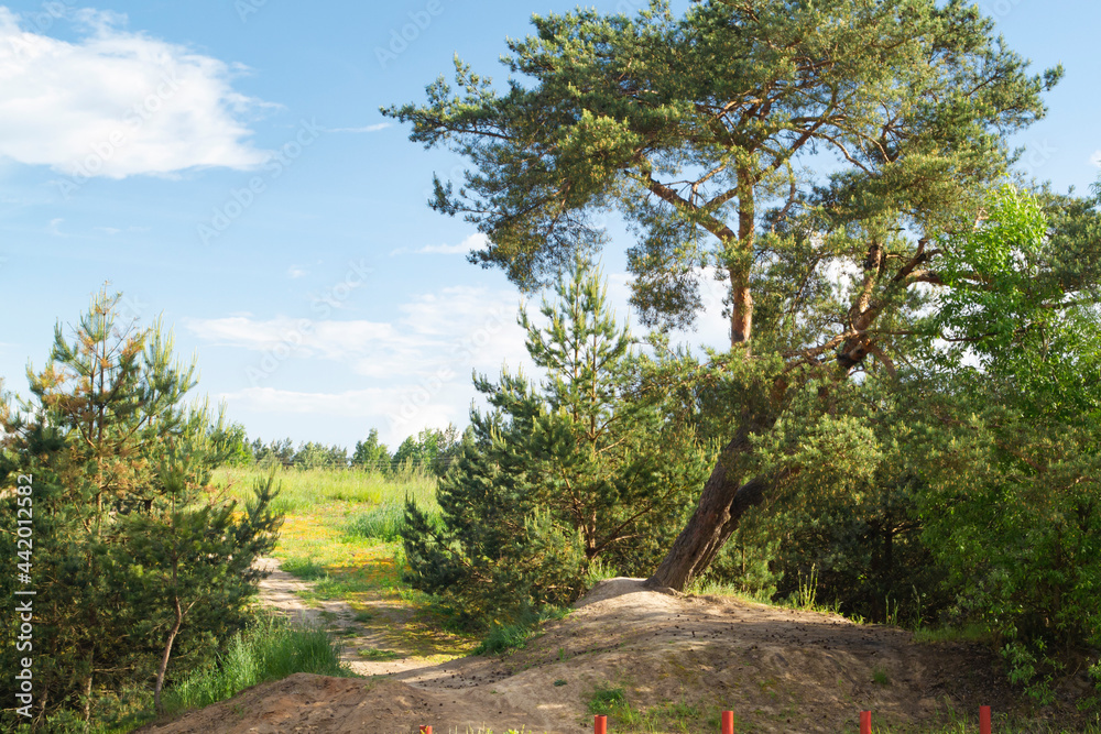 beautiful scenery, landscape with meadow flowers, pins in summer day