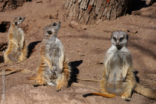 View of a three meerkat (suricate Suricata suricatta) standing up