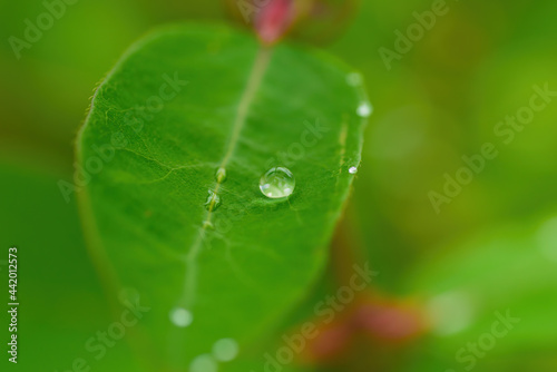 water drop on a green wet leaf after rain