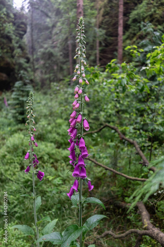 Flowering Digitalis purpurea in the forest.
