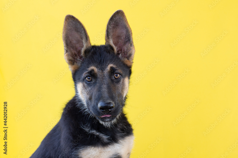 The german shepherd puppy on a yellow background