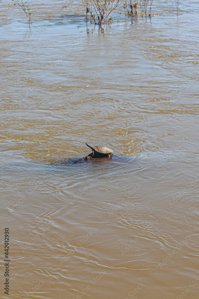 Fototapeta premium Tortuga tomando el sol en el río Iguazú