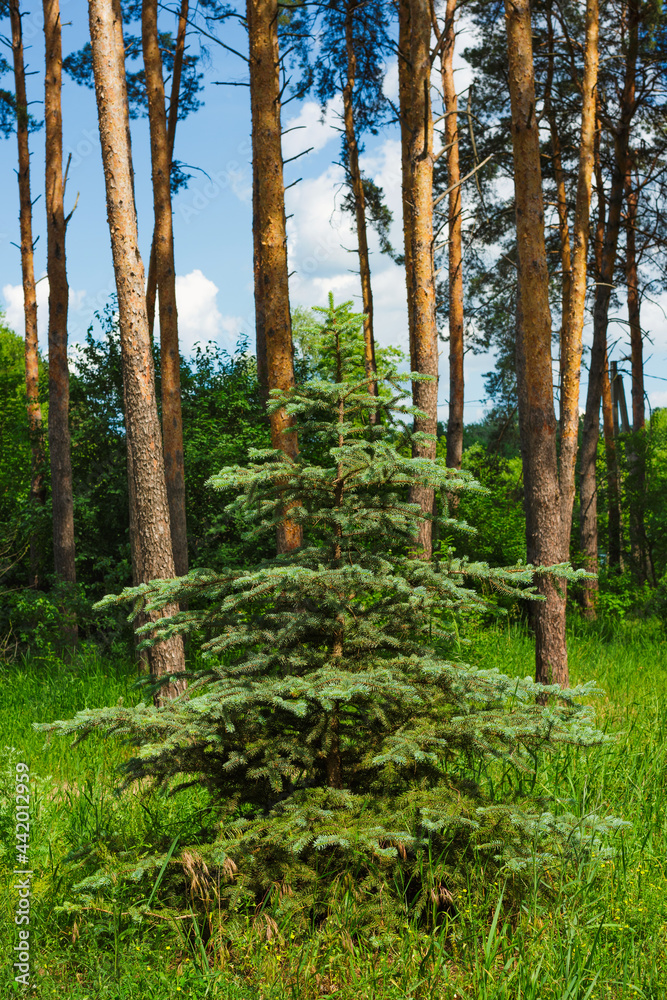 one young green spruce on the background of a pine forest one young green spruce on the background of a pine forest