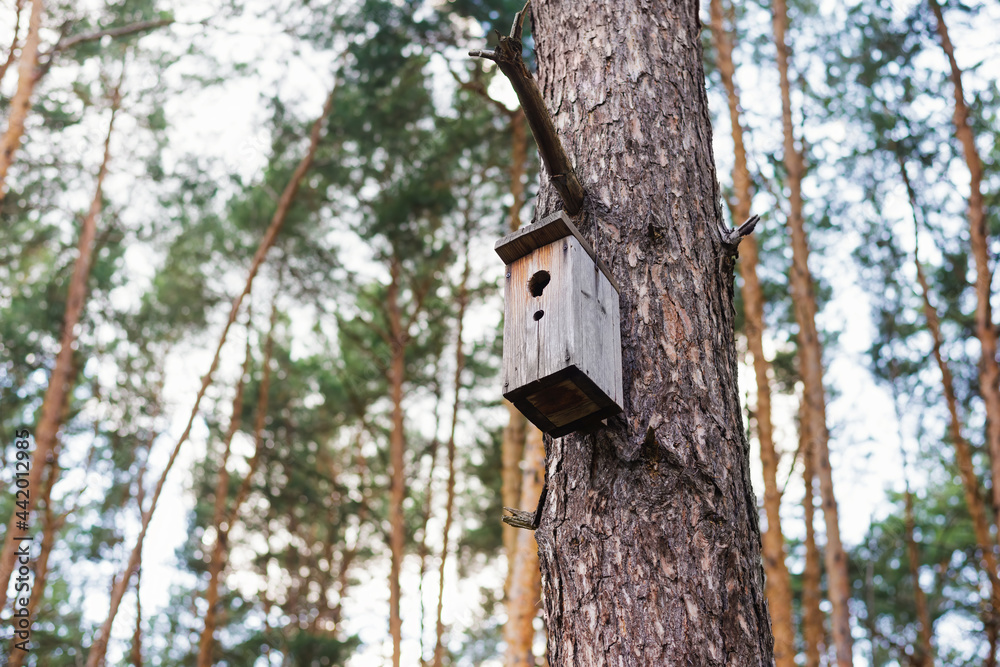 wooden Birdhouse hang on a pine tree
