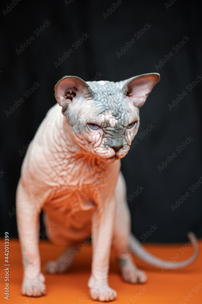 Lovely Canadian Sphynx - breed of cat known for its lack of fur. Portrait of hairless male cat on black and orange background.