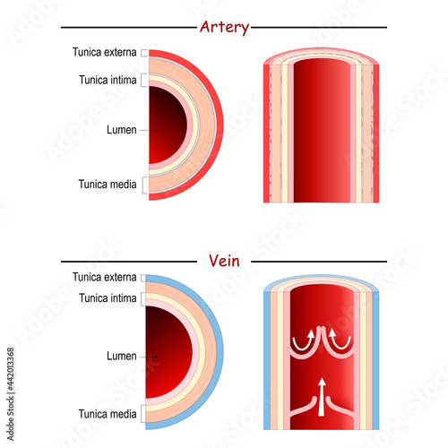 Vein and Artery anatomy. comparison and difference.