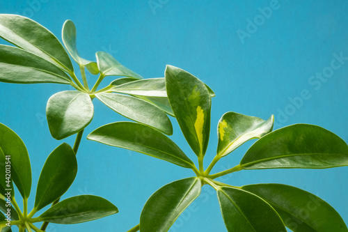 Schefflera leaves on a blue background close-up. Indoor plants in a modern interior.