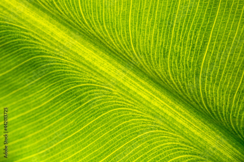 Closeup of banana leaf. Green abstract backgrounds.