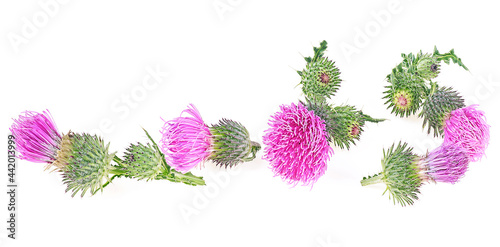 Milk thistle flowers isolated on a white background. Flat lay pattern.