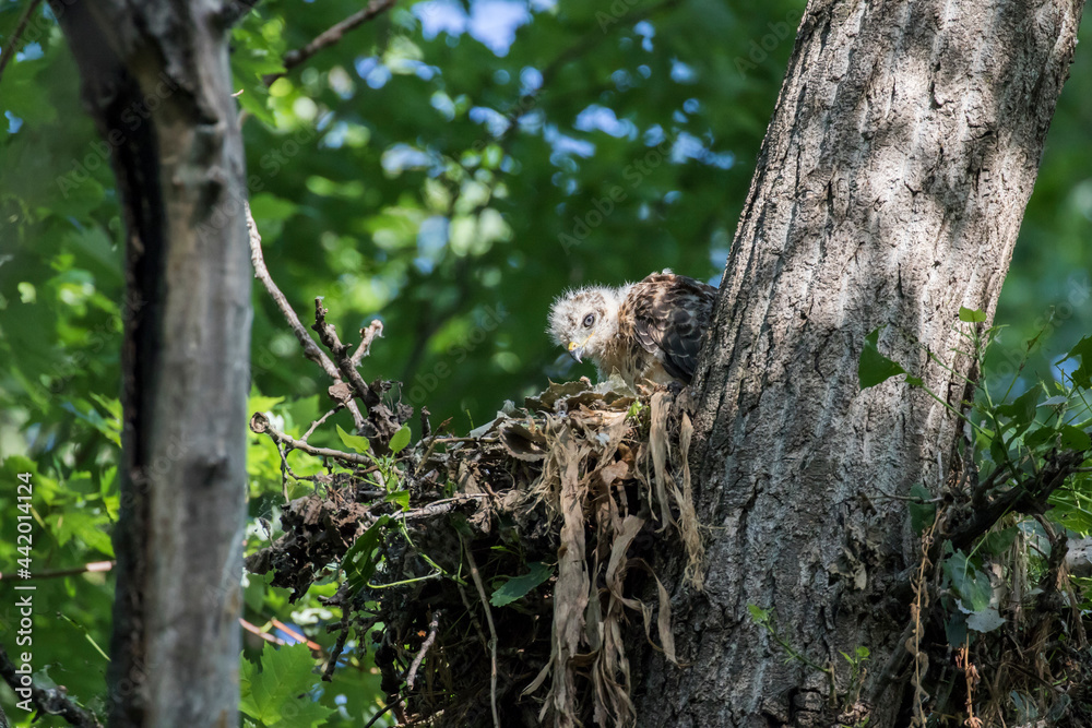 Obraz premium red shouldered hawk babies at nest