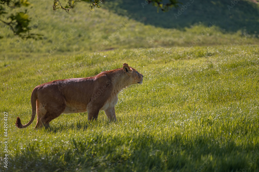 Lioness walking in the wilderness. Lioness walking in the wilderness.