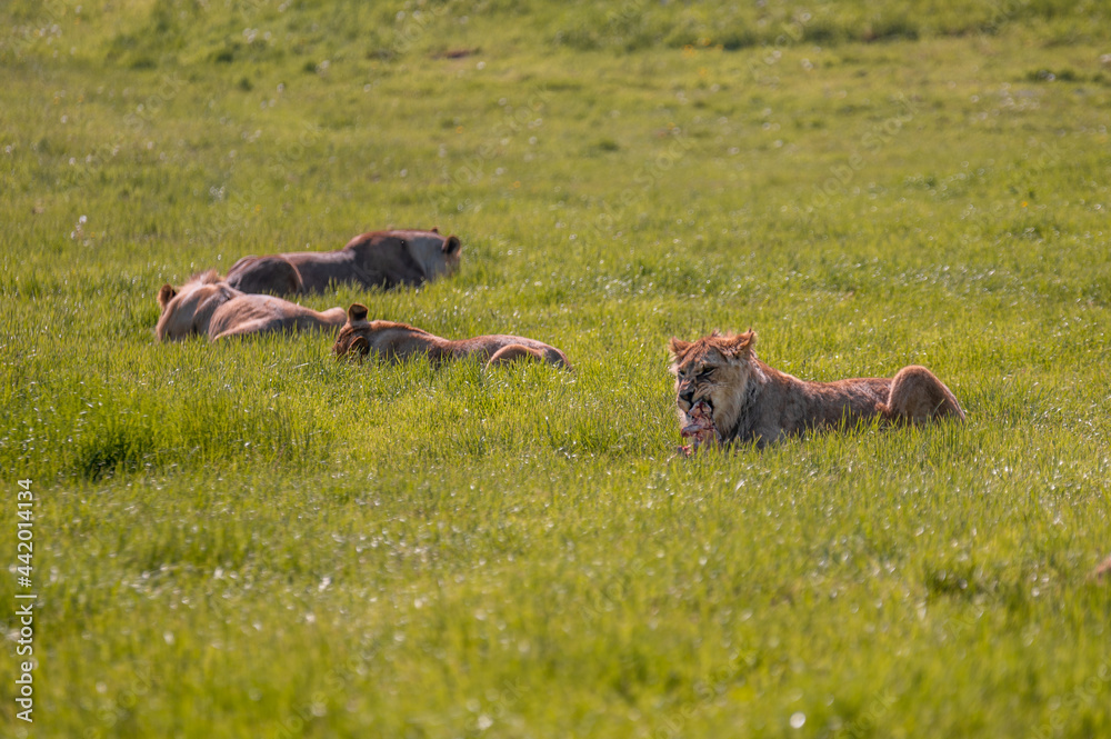 Group of lions resting together on savannah grassland during a hot day. Group of lions resting together on savannah grassland during a hot day.