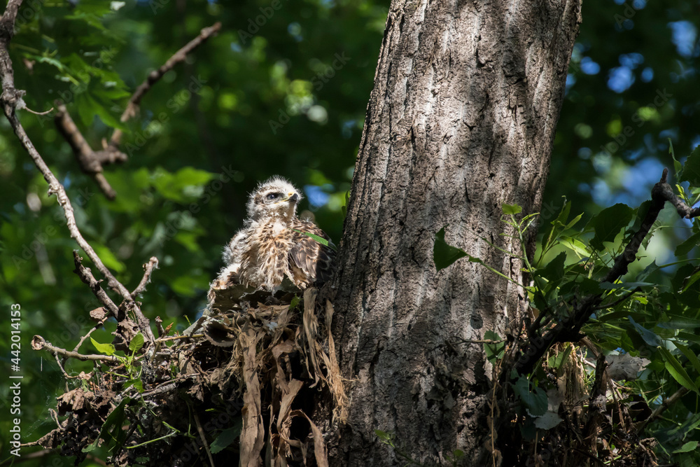 red shouldered hawk babies at nest red shouldered hawk babies at nest