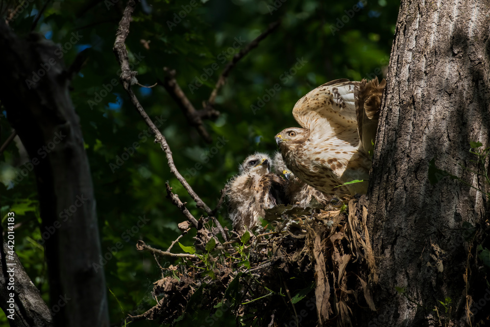Fototapeta premium red shouldered hawk babies at nest