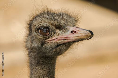 Ostrich closeup headshot in Oudtshoorn Western Cape South Africa