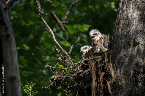 red shouldered hawk babies at nest