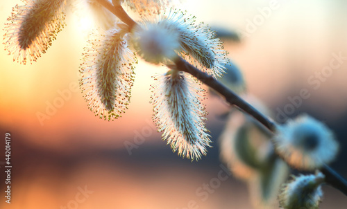 Pussy willow with open fluffy yellow buds over sunset spring nature background. Blooming spring willow flowers backdrop, Close-up. Easter art design. 