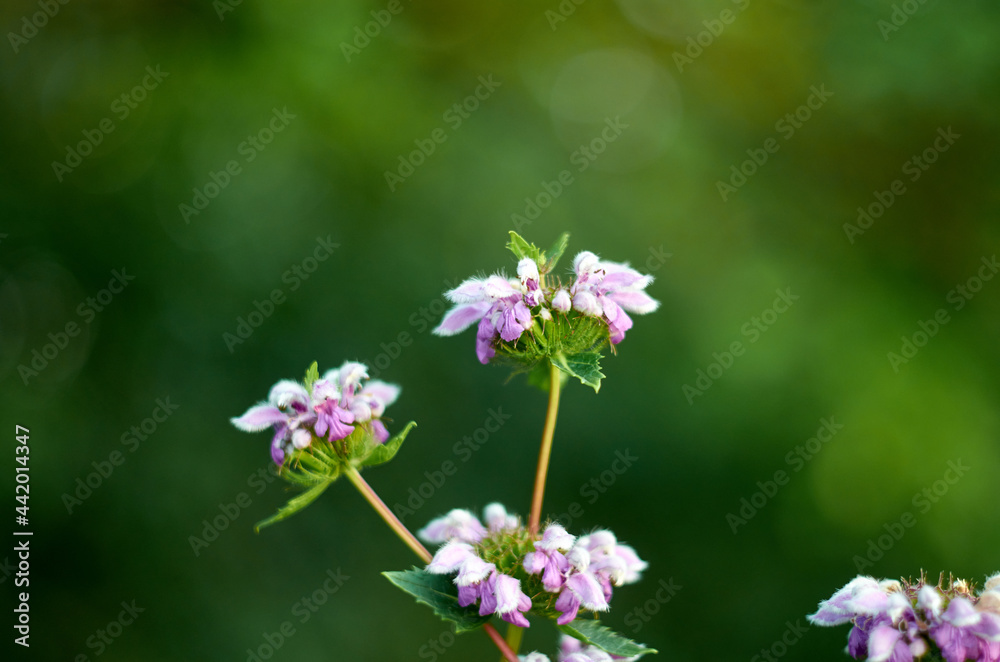 Wild nettle flowers are blooming. Wild nettle flowers are blooming.