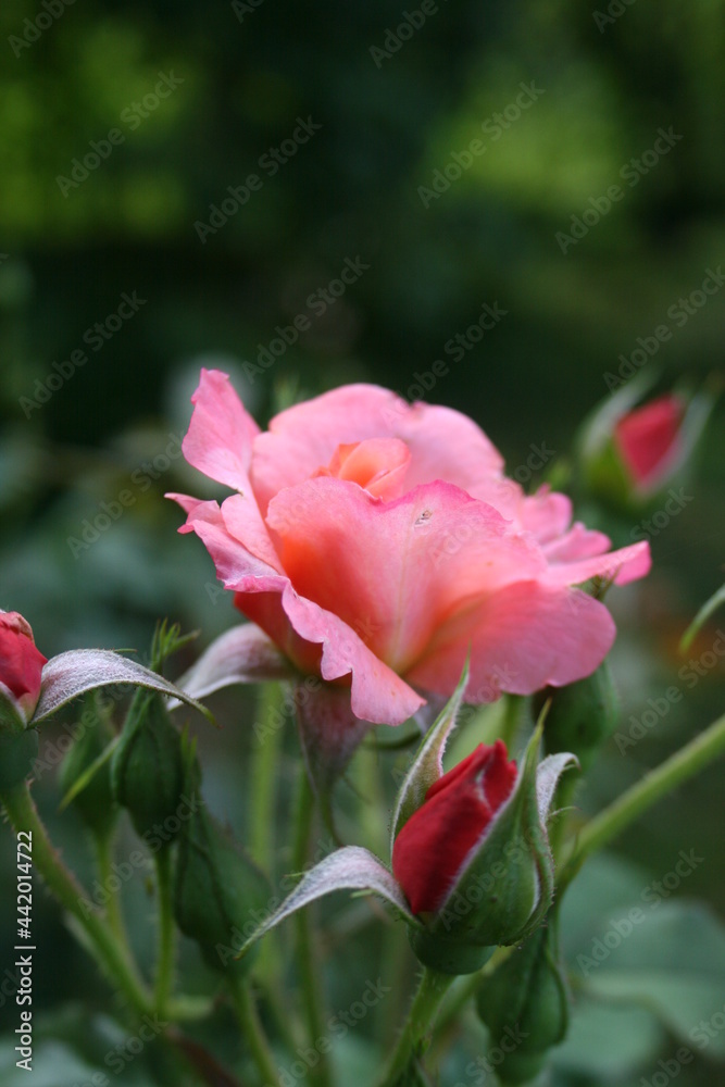 Pink rose