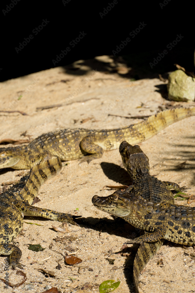 Obraz premium Alligator puppies (jacaré do papo amarelo) in the park of Rio de Janeiro, Brazil.