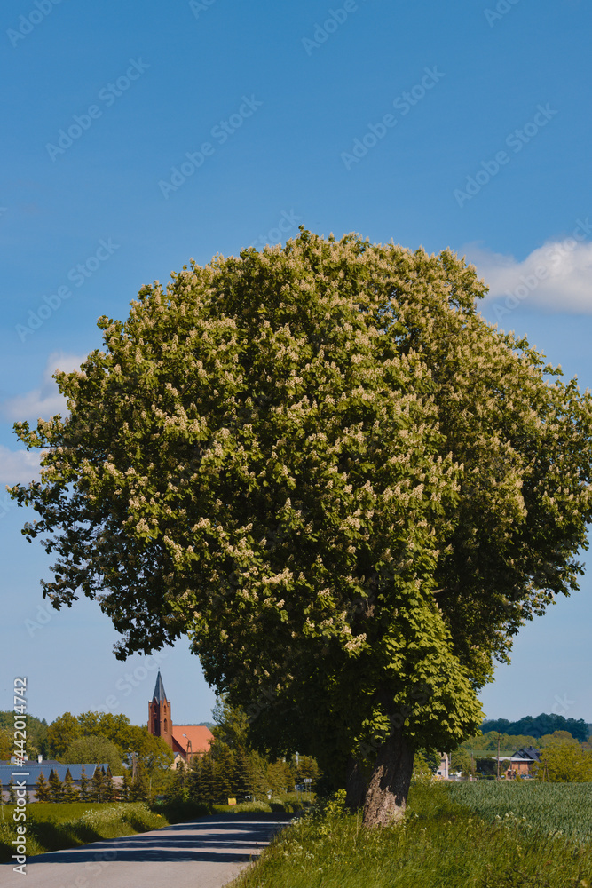 Fototapeta premium chestnut blossom