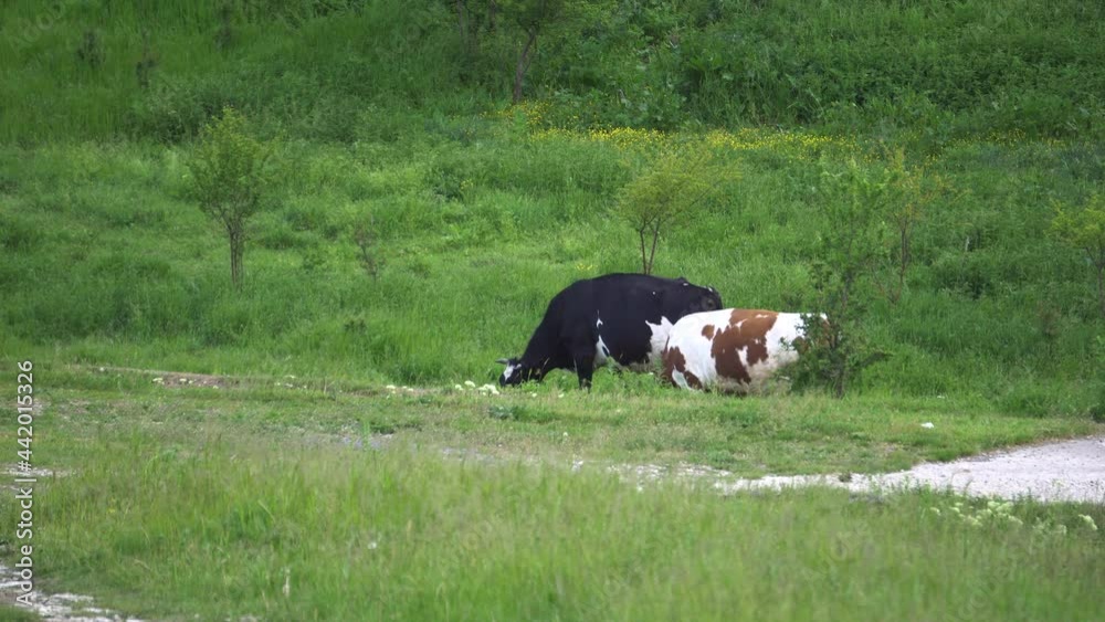 Cows grazing on a meadow on a sunny day. Relaxing 4k horizontal video dairy cattle in the glassland. European pasture with farm cattle eating grass. Cows grazing on a meadow on a sunny day. Relaxing 4k horizontal video dairy cattle in the glassland. European pasture with farm cattle eating grass.