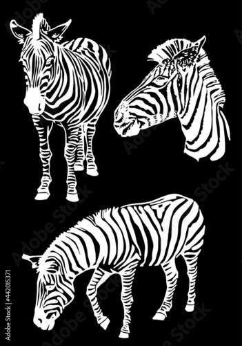 Graphical collection of zebra   vector elements isolated on black background