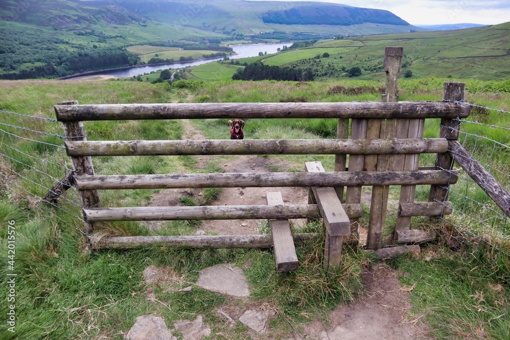 five bar wooden fence with stile and dog on other side with countryside view