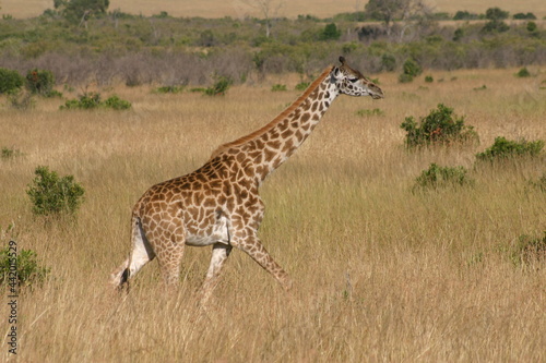 Single Masai giraffe walking in yellow grass on the Masai Mara