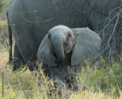 Sassy baby elephant defending its herd photo