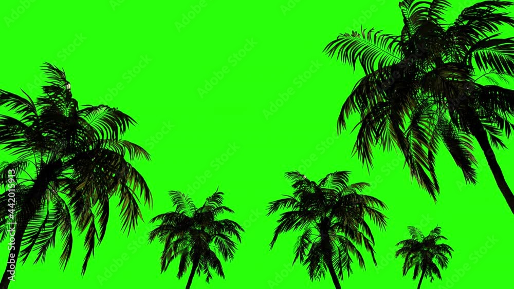Tropical palms in the wind on isolated. green background.
Blank, animation for keying on a green background.
Tropical palms in the wind on isolated. green background.
Blank, animation for keying on a green background.