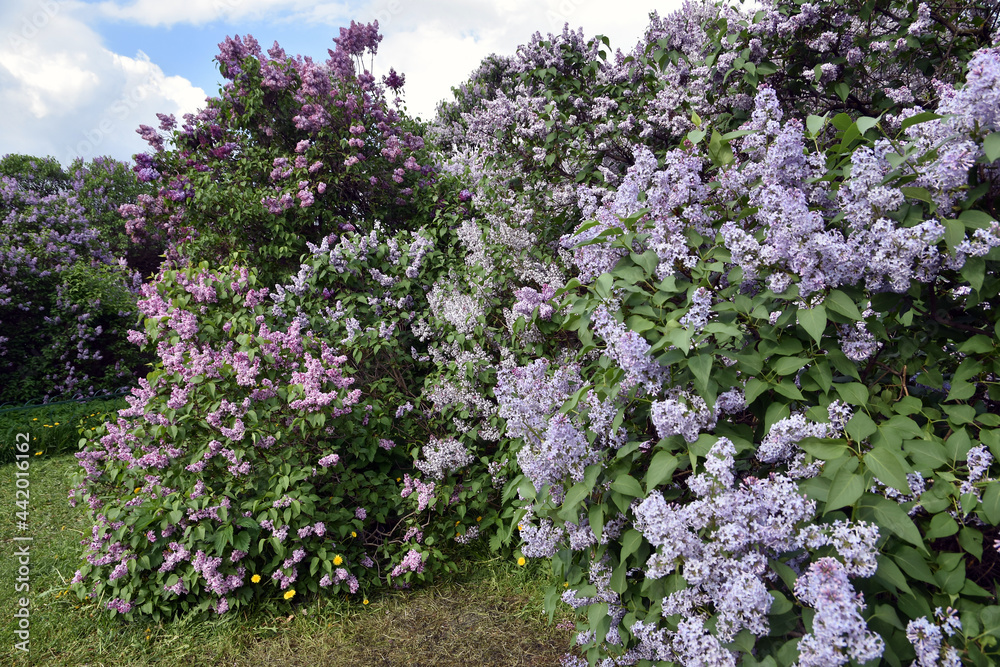 Lilac trees blooming in the garden