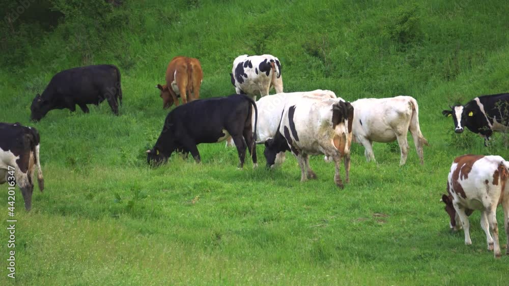 Cows grazing on a meadow on a sunny day. Relaxing 4k horizontal video dairy cattle in the glassland. European pasture with farm cattle eating grass. Cows grazing on a meadow on a sunny day. Relaxing 4k horizontal video dairy cattle in the glassland. European pasture with farm cattle eating grass.