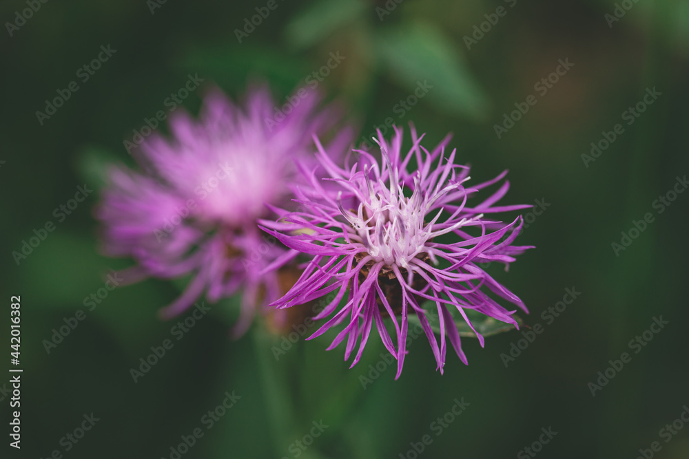 The beautiful pink flower and buds of Centaurea jacea, also known as Brown knapweed. A native open woodland plant of Europe The beautiful pink flower and buds of Centaurea jacea, also known as Brown knapweed. A native open woodland plant of Europe