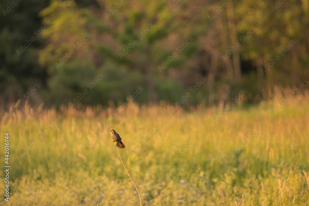 Fototapeta premium Another Sparrow