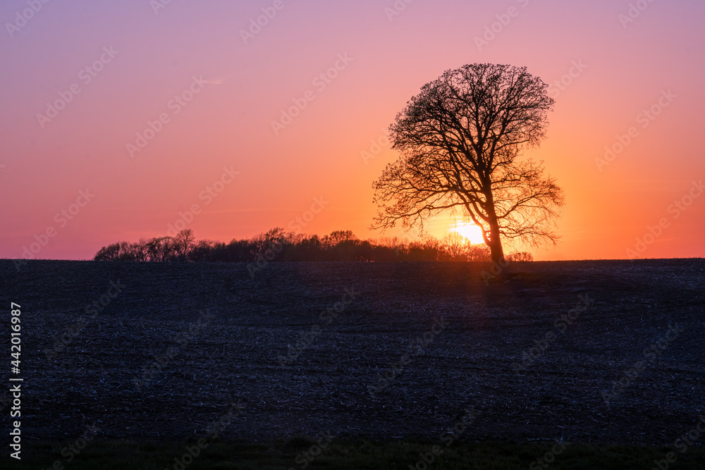 The Tree Before The Sunset