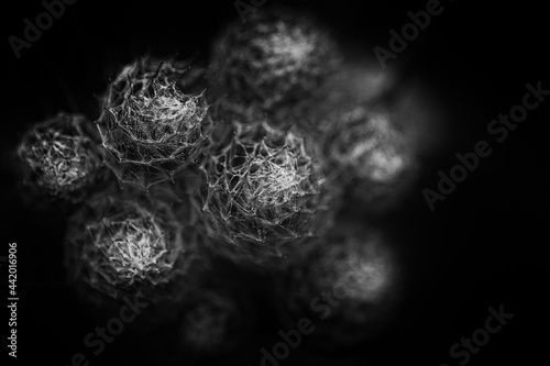 Close up on Greater Burdock (Arctium lappa) burr flower head. Black and white macro version on black background. Dark abstract picture. Minimalism.