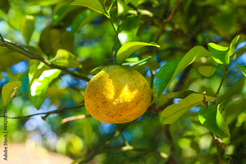 fresh citrus growing on a tree. Vivid colored fruit background