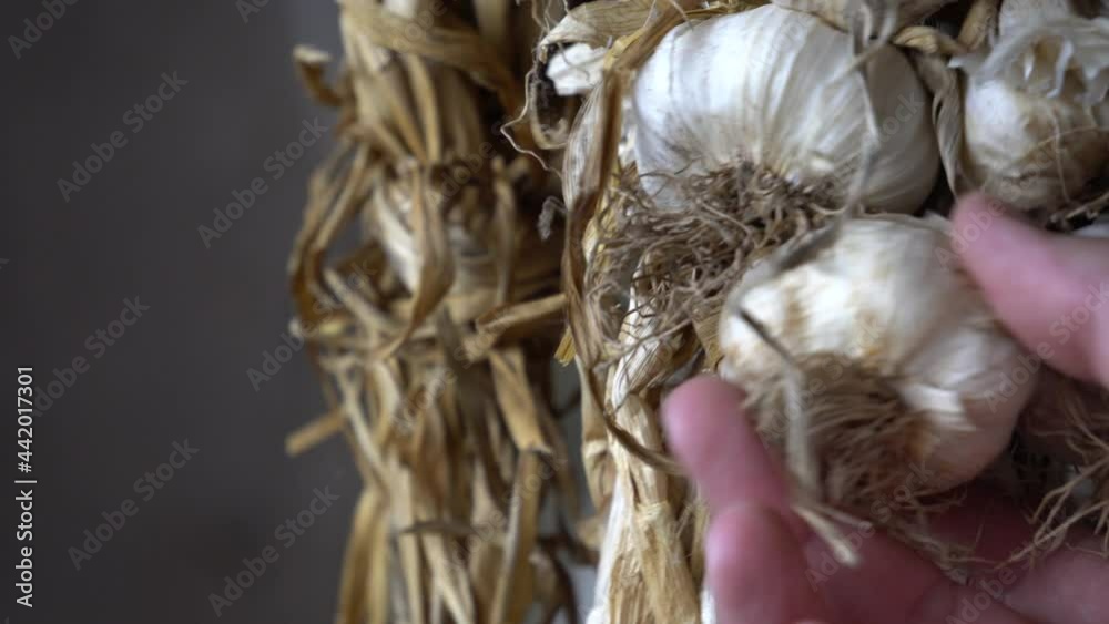 Close up authentic 4k video of a sack of dried garlic, hanging from the ceiling. The concept for food preservation village life and poverty Hand is inspecting the garlic Close up authentic 4k video of a sack of dried garlic, hanging from the ceiling. The concept for food preservation village life and poverty Hand is inspecting the garlic