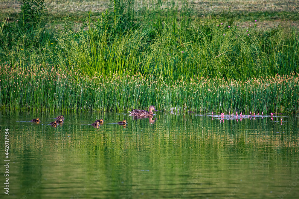 Female mallard duck with her ducklings Female mallard duck with her ducklings