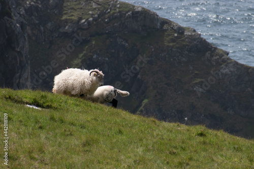 Sheep on the edge of the Atlantic ocean in the mountains of Donegal, Ireland. 