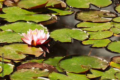 pink water lily © Andrew