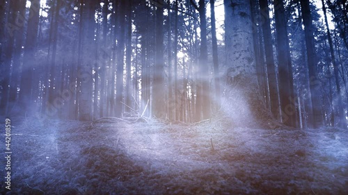 Mystic foggy fairytale light movement in fantasy woods.