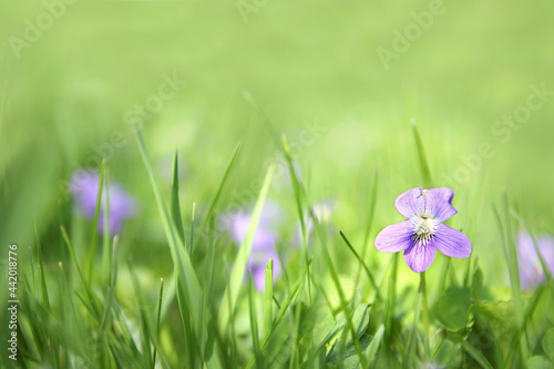 Small Wild Violet Flower in Green Grass Background photo