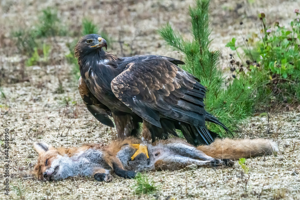 Golden eagle, aquila chrysaetos, standing on a dead fox and feeding with its flash in autumn nature. Wild bird of prey tearing pieces of a kill on a dry grass in autumn nature with blurred background. Golden eagle, aquila chrysaetos, standing on a dead fox and feeding with its flash in autumn nature. Wild bird of prey tearing pieces of a kill on a dry grass in autumn nature with blurred background.