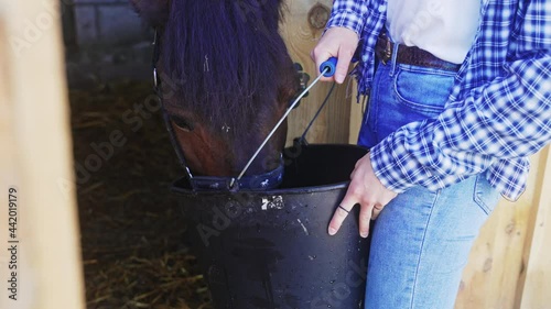 Young girl feeding her horse in the stable from the bucket during the daytime. Girl dressed in jeans and checked shirt holding the bucket for the horse. Horse feeds. photo