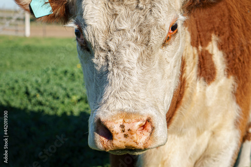 closeup of the face of a Polled Hereford cow looking at the camera